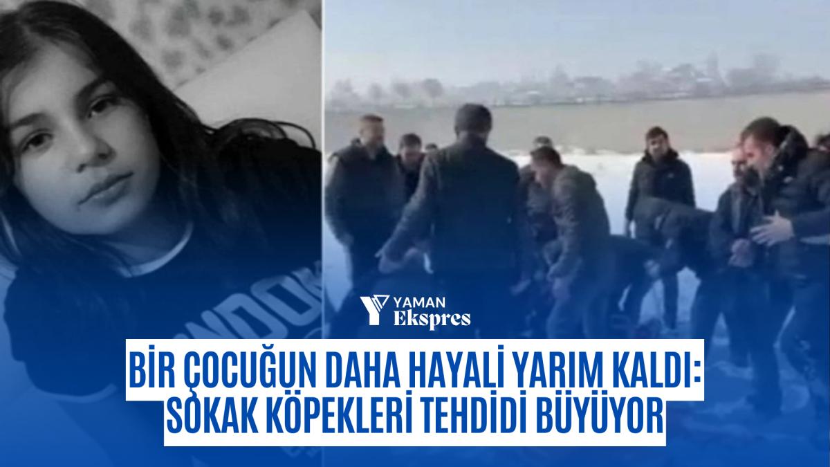 Bir Çocuğun Daha Hayali Yarım Kaldı: Sokak Köpekleri Tehdidi Büyüyor