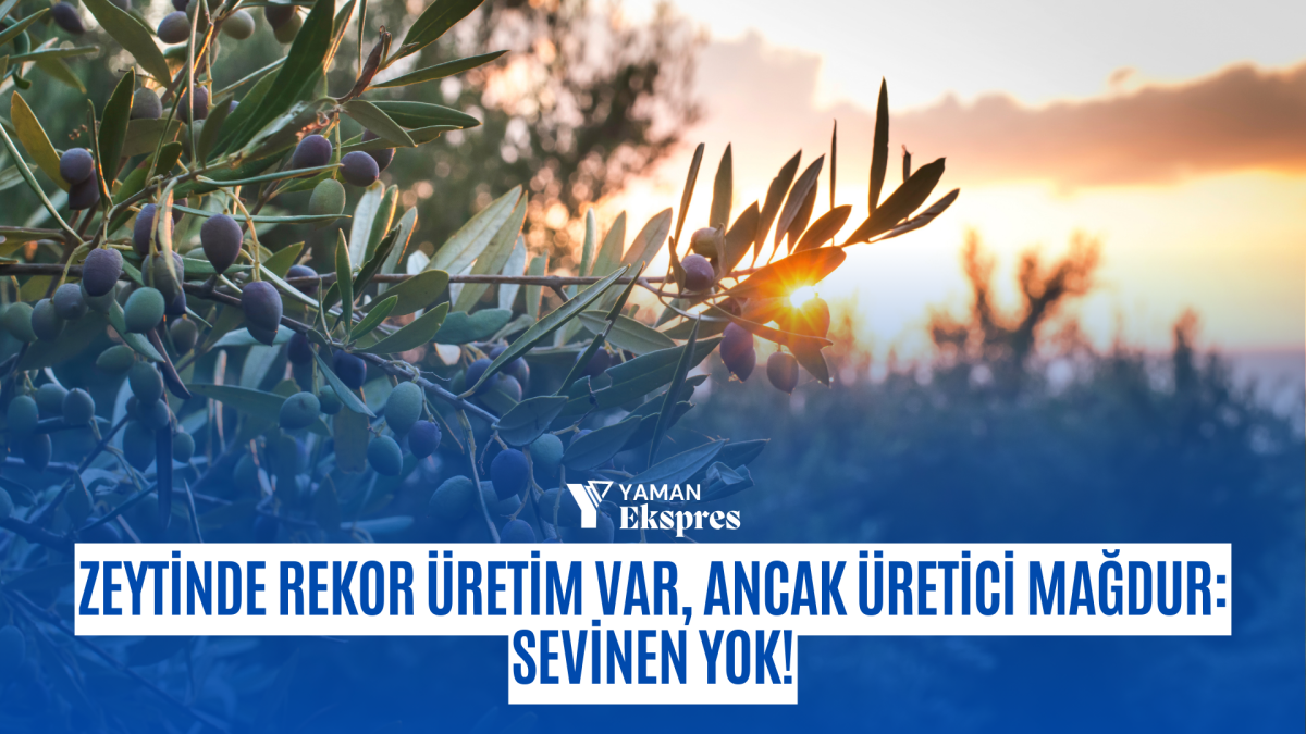 Zeytinde Rekor Üretim Var, Ancak Üretici Mağdur: Sevinen Yok!